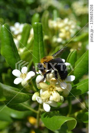トベラの花の蜜を集めるクマバチ 139685208
