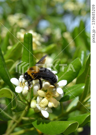 トベラの花の蜜を集めるキムネクマバチ 139685209