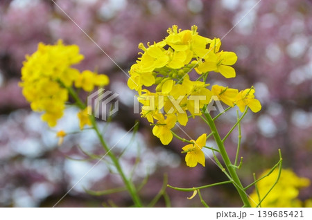 菜の花（静岡県賀茂郡東河津町） 139685421