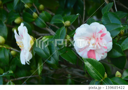 艶やかなの椿の花(正定寺/静岡県東伊豆町稲取833-1-1) 艶やかなの椿の花(正定寺/静岡県東伊豆町稲取833-1-1) 139685422