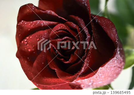Red rose bloom with dew drops in natural light 139685495