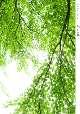 新緑のカツラの葉 【白背景】 新緑のカツラの葉 【白背景】 139685521