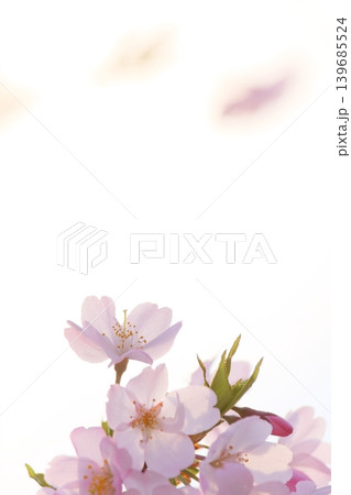 淡いピンクの思川桜 【白背景】 【空背景】 淡いピンクの思川桜 【白背景】 【空背景】 139685524