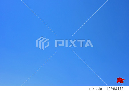 華やかなポピーと青い空 華やかなポピーと青い空 139685534