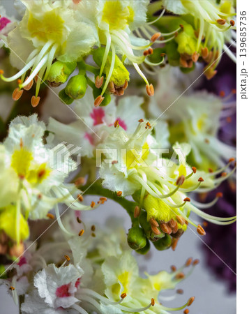 White Chestnut Blossoms With Detailed Flower Stamens White Chestnut Blossoms With Detailed Flower Stamens 139685736