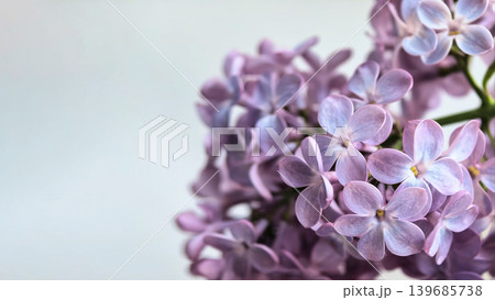 Purple Lilac Blossoms On Soft White Background 139685738
