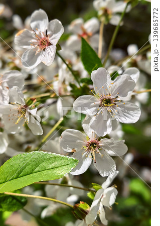 White Spring Blossoms With Soft Natural Background Blur White Spring Blossoms With Soft Natural Background Blur 139685772