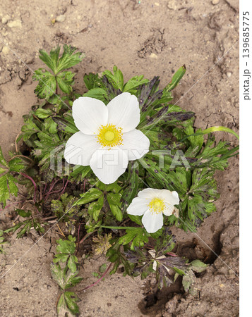 White Wildflowers Growing On Dry Sandy Ground White Wildflowers Growing On Dry Sandy Ground 139685775