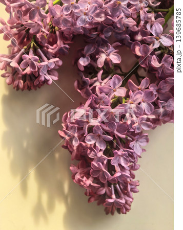 Sunlit Purple Lilac Blossoms With Soft Spring Shadows Sunlit Purple Lilac Blossoms With Soft Spring Shadows 139685785