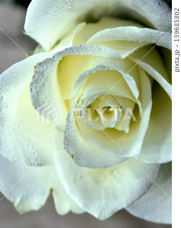 White rose petals with dew drops in soft macro close up 139685802
