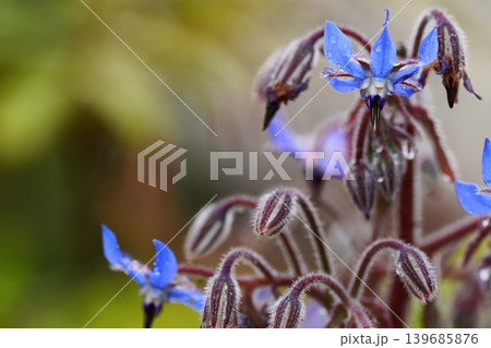 雨に濡れるボリジの花 雨に濡れるボリジの花 139685876