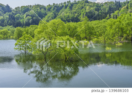 新緑の白川湖と水没林　山形県飯豊町 139686103