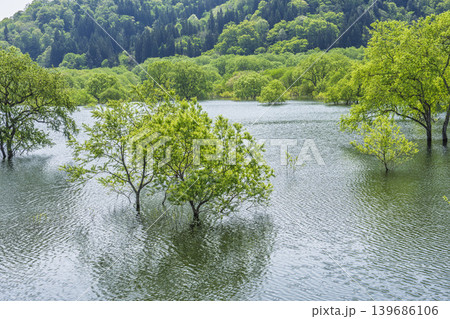 新緑の白川湖と水没林 山形県飯豊町 新緑の白川湖と水没林 山形県飯豊町 139686106