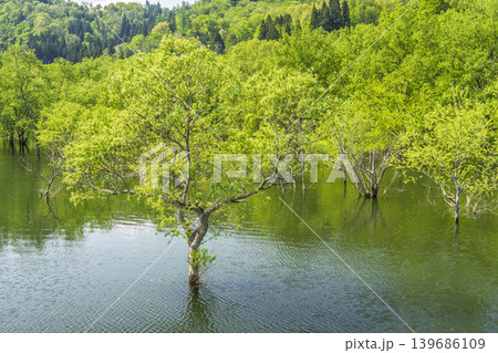 新緑の白川湖と水没林 山形県飯豊町 新緑の白川湖と水没林 山形県飯豊町 139686109