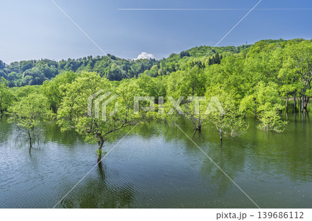 新緑の白川湖と水没林　山形県飯豊町 139686112