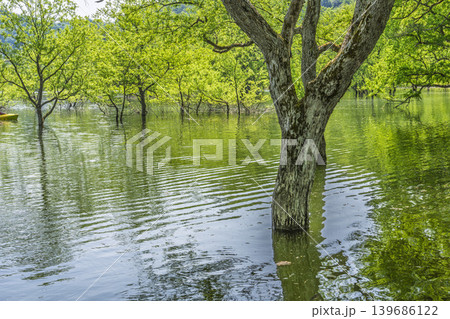 新緑の白川湖と水没林 山形県飯豊町 新緑の白川湖と水没林 山形県飯豊町 139686122