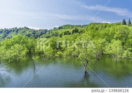 新緑の白川湖と水没林　山形県飯豊町 139686126