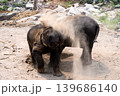 happy two babe elephant play together in nature 139686140