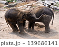 happy two babe elephant play together in nature 139686141
