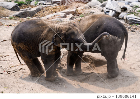 happy two babe elephant play together in nature happy two babe elephant play together in nature 139686141