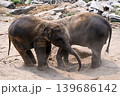 happy two babe elephant play together in nature 139686142