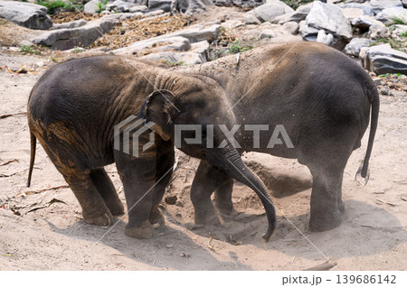 happy two babe elephant play together in nature happy two babe elephant play together in nature 139686142
