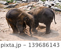 happy two babe elephant play together in nature 139686143