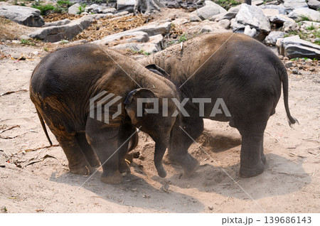 happy two babe elephant play together in nature happy two babe elephant play together in nature 139686143