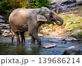 elephant walk cross river in the wild 139686214