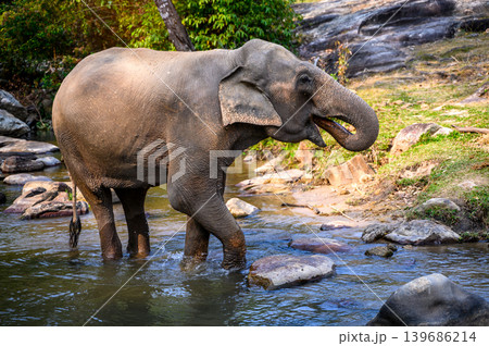 elephant walk cross river in the wild elephant walk cross river in the wild 139686214