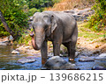 elephant walk cross river in the wild 139686215