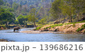elephant walk cross river in the wild 139686216