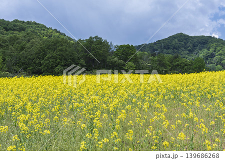 初夏に咲く菜の花 三ノ倉高原(スキー場)の花畑 福島県喜多方市 初夏に咲く菜の花 三ノ倉高原(スキー場)の花畑 福島県喜多方市 139686268