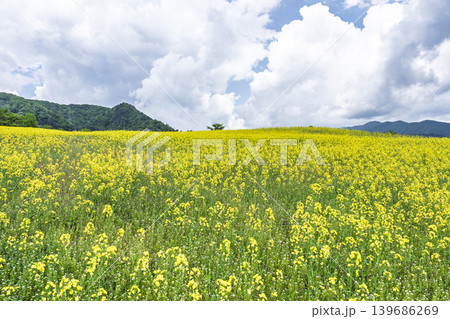 初夏に咲く菜の花　三ノ倉高原（スキー場）の花畑　福島県喜多方市 139686269