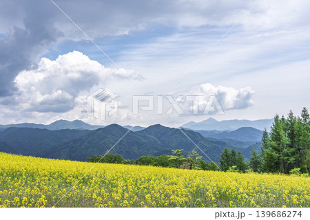 初夏に咲く菜の花 三ノ倉高原(スキー場)の花畑 福島県喜多方市 初夏に咲く菜の花 三ノ倉高原(スキー場)の花畑 福島県喜多方市 139686274