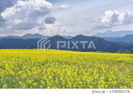 初夏に咲く菜の花 三ノ倉高原(スキー場)の花畑 福島県喜多方市 初夏に咲く菜の花 三ノ倉高原(スキー場)の花畑 福島県喜多方市 139686278