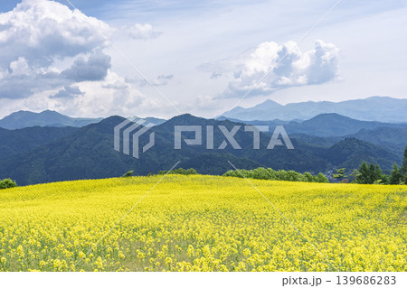 初夏に咲く菜の花 三ノ倉高原(スキー場)の花畑 福島県喜多方市 初夏に咲く菜の花 三ノ倉高原(スキー場)の花畑 福島県喜多方市 139686283