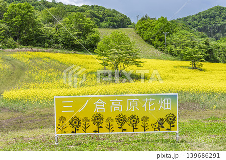 初夏に咲く菜の花 三ノ倉高原(スキー場)の花畑 福島県喜多方市 初夏に咲く菜の花 三ノ倉高原(スキー場)の花畑 福島県喜多方市 139686291