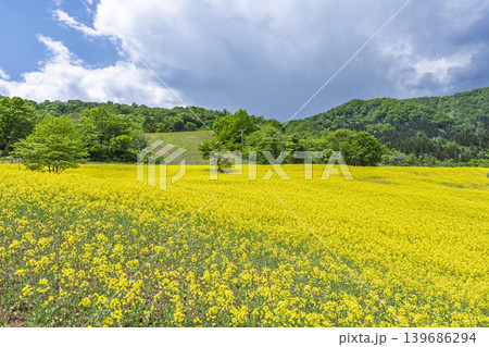 初夏に咲く菜の花 三ノ倉高原(スキー場)の花畑 福島県喜多方市 初夏に咲く菜の花 三ノ倉高原(スキー場)の花畑 福島県喜多方市 139686294