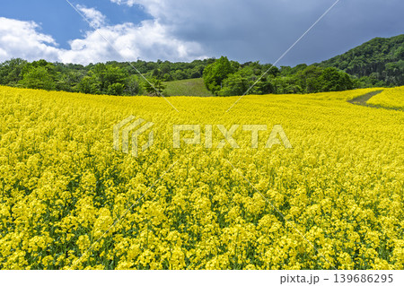 初夏に咲く菜の花 三ノ倉高原(スキー場)の花畑 福島県喜多方市 初夏に咲く菜の花 三ノ倉高原(スキー場)の花畑 福島県喜多方市 139686295