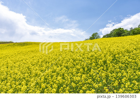 初夏に咲く菜の花　三ノ倉高原（スキー場）の花畑　福島県喜多方市 139686303