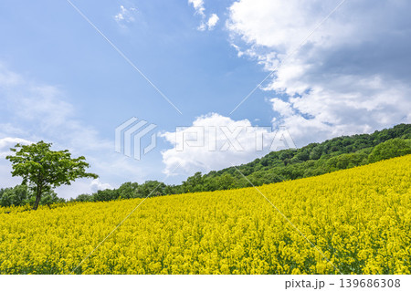 初夏に咲く菜の花 三ノ倉高原(スキー場)の花畑 福島県喜多方市 初夏に咲く菜の花 三ノ倉高原(スキー場)の花畑 福島県喜多方市 139686308