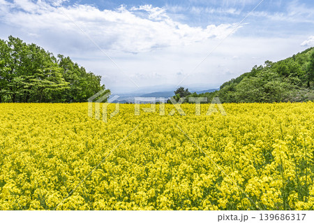 初夏に咲く菜の花 三ノ倉高原(スキー場)の花畑 福島県喜多方市 初夏に咲く菜の花 三ノ倉高原(スキー場)の花畑 福島県喜多方市 139686317