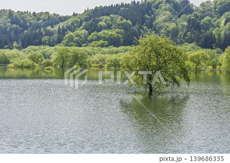 新緑の白川湖と水没林 山形県飯豊町 新緑の白川湖と水没林 山形県飯豊町 139686335