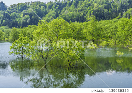 新緑の白川湖と水没林 山形県飯豊町 新緑の白川湖と水没林 山形県飯豊町 139686336