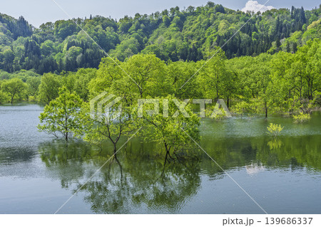 新緑の白川湖と水没林 山形県飯豊町 新緑の白川湖と水没林 山形県飯豊町 139686337