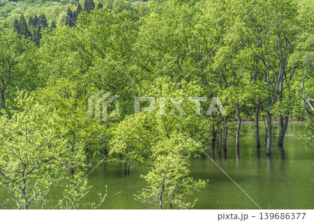 新緑の白川湖と水没林 山形県飯豊町 新緑の白川湖と水没林 山形県飯豊町 139686377