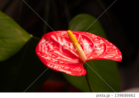 Close up red anthurium flower with detailed texture Close up red anthurium flower with detailed texture 139686662