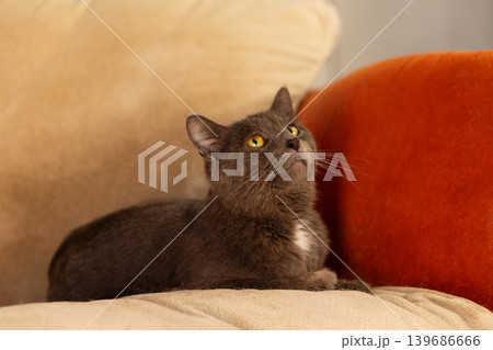 Gray domestic cat resting on soft indoor couch 139686666
