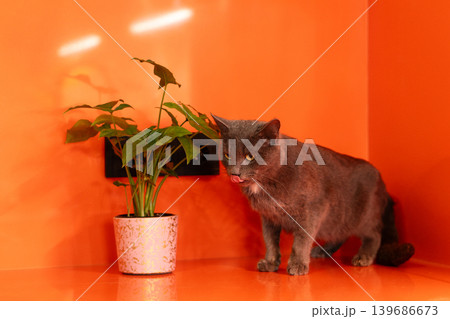 Gray domestic cat standing near potted plant indoors Gray domestic cat standing near potted plant indoors 139686673
